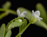 Stiff marsh bedstraw